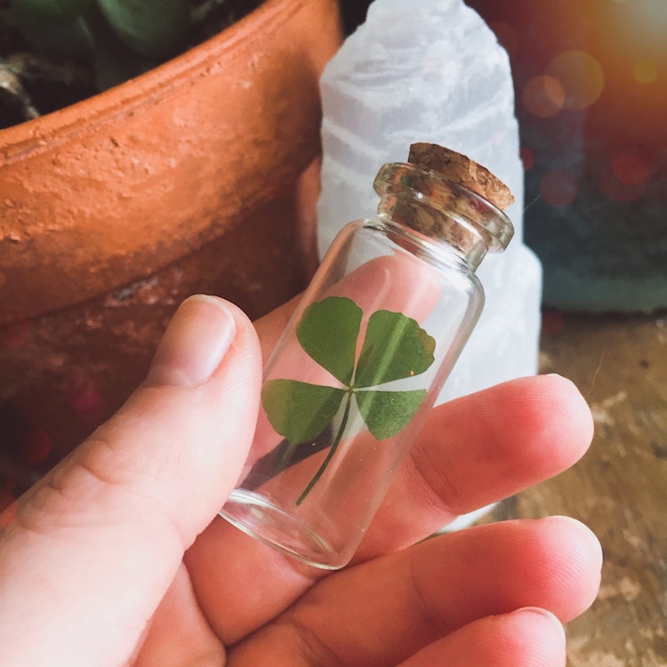 Trébol de cuatro hojas en una botella