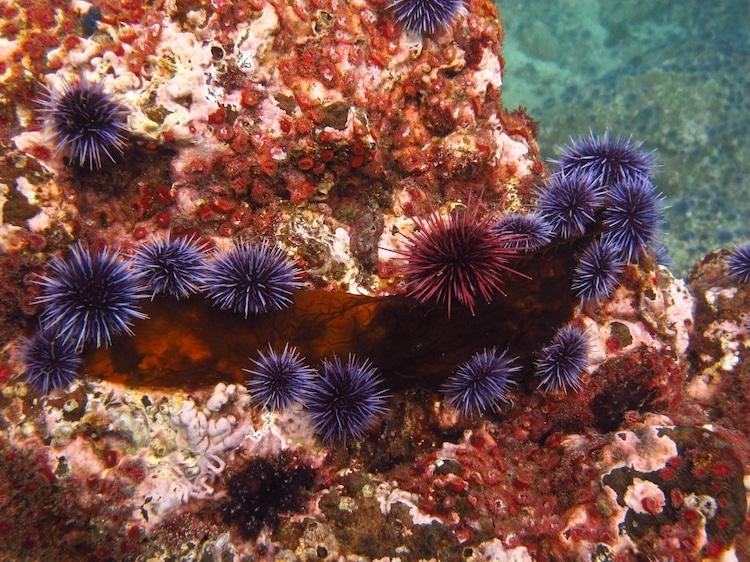 Aquarium Urchin Hats (Multiple Colour and Style combinations including UV  Neon)