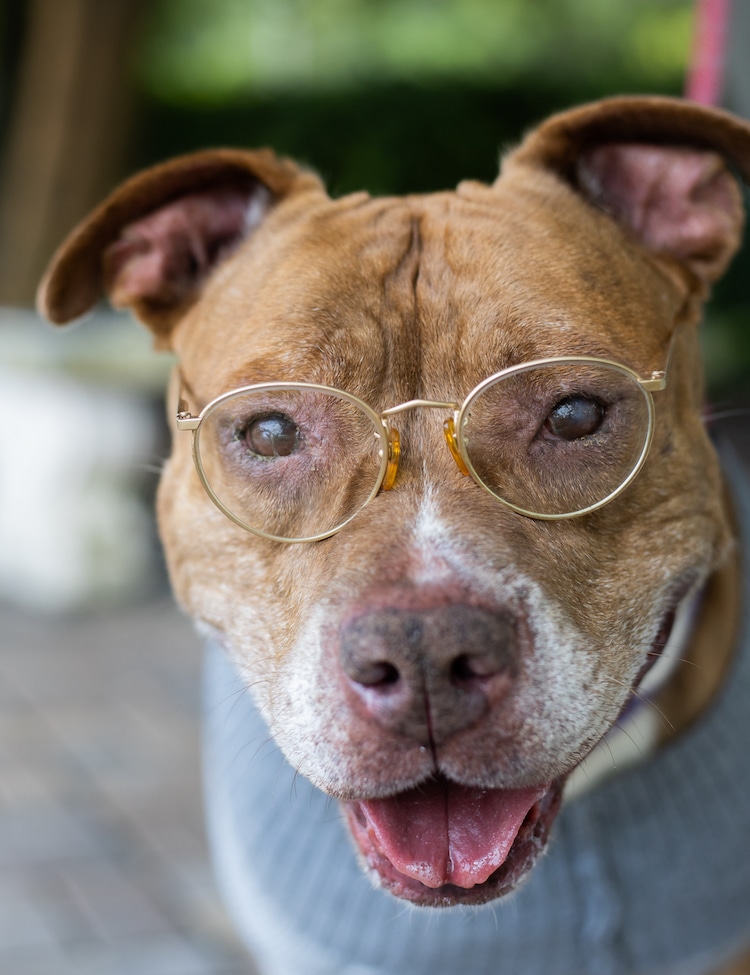 Perros mayores disfrazados de ancianos por la Sociedad Humanitaria Flagler