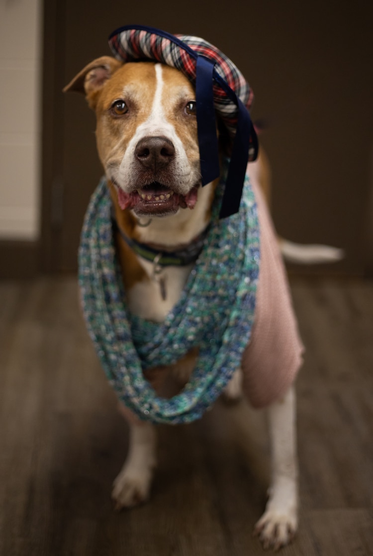 Senior Dog Photoshoot by Flagler Humane Society