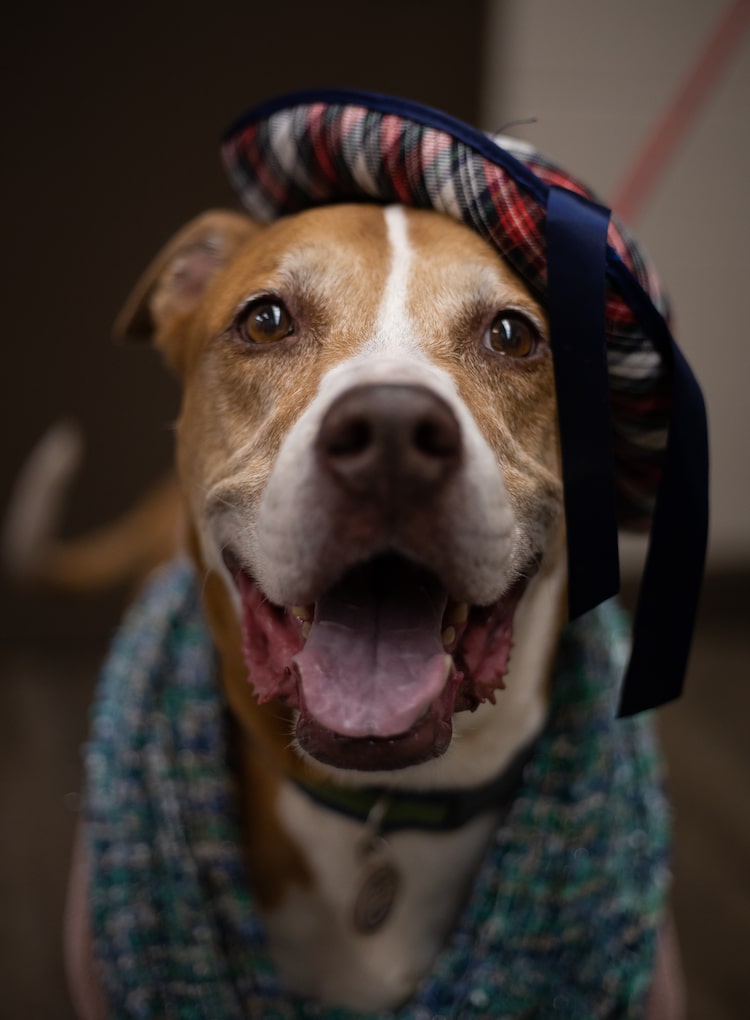 Perros mayores disfrazados de ancianos por la Sociedad Humanitaria Flagler