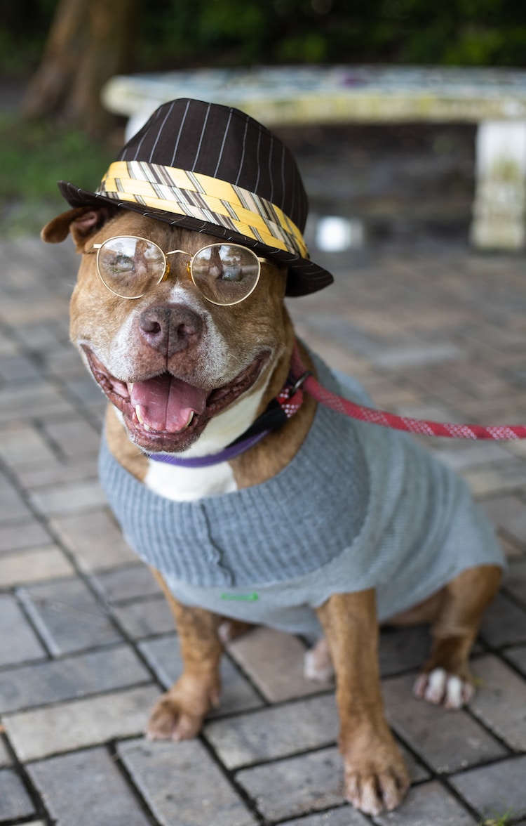 Senior Dog Photoshoot by Flagler Humane Society