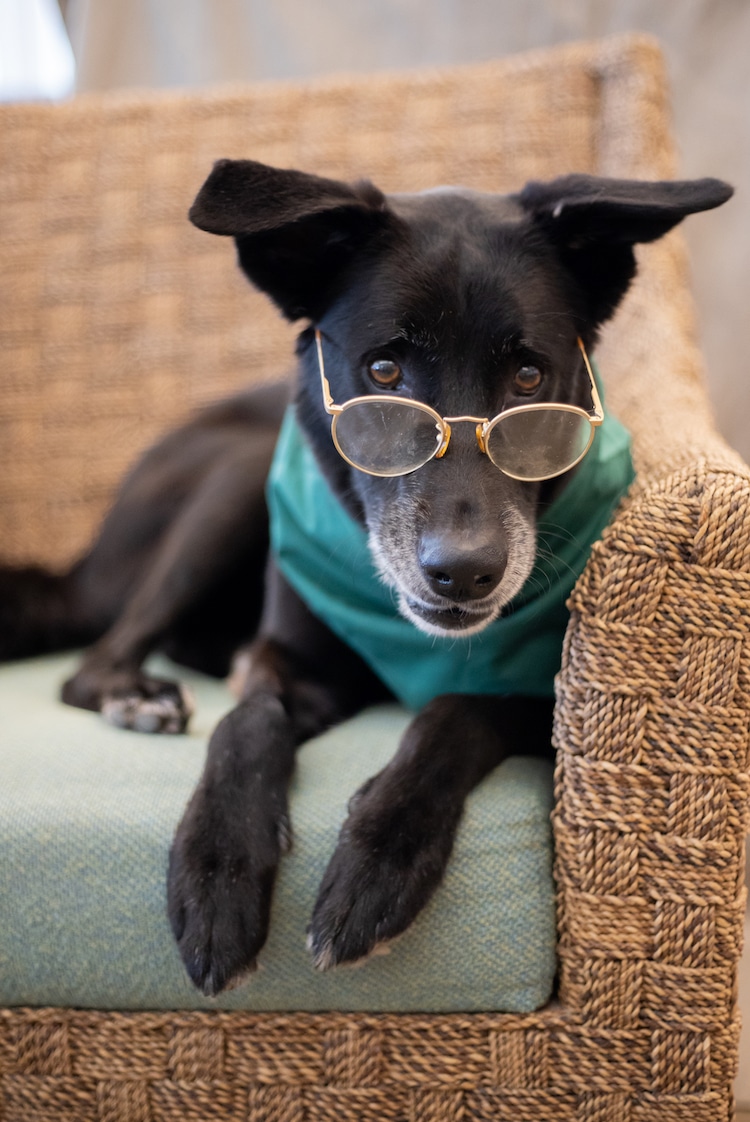 Senior Dog Photoshoot by Flagler Humane Society