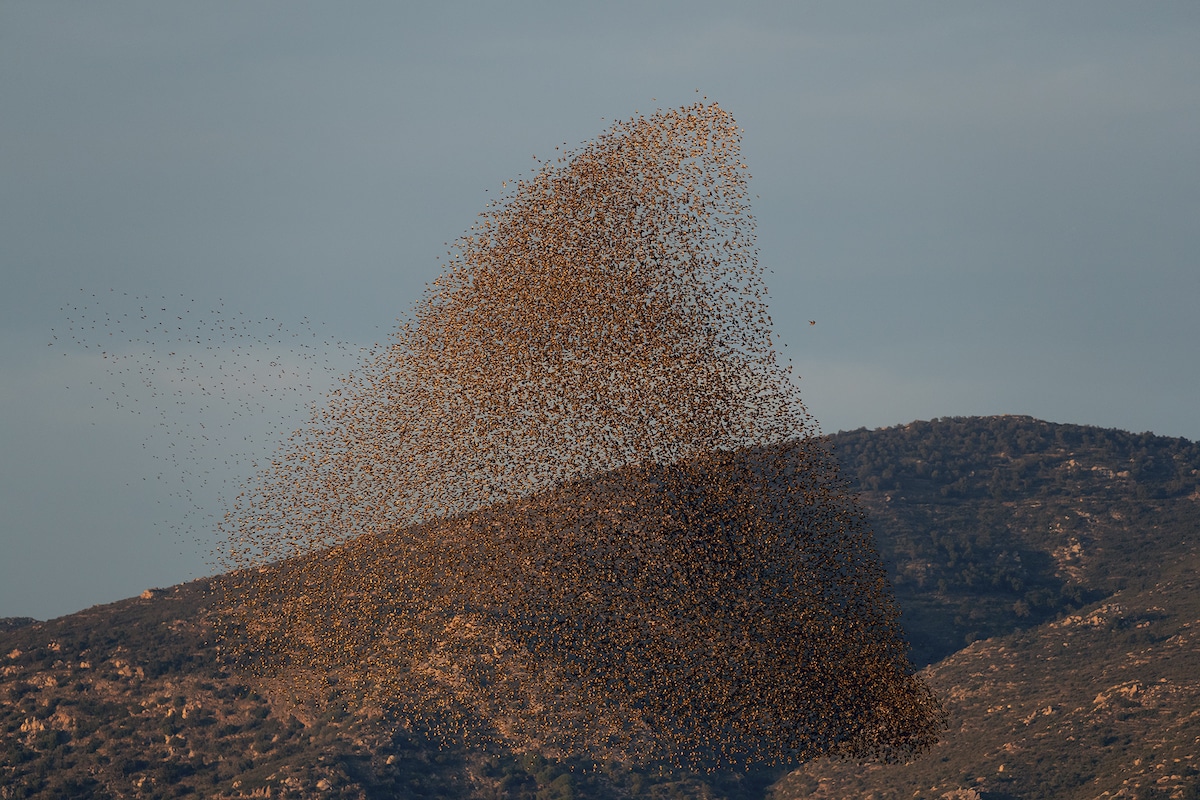 Bird Formation by Soren Solkaer