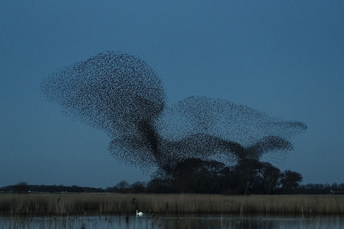 Starlings in Flight by Soren Solkaer