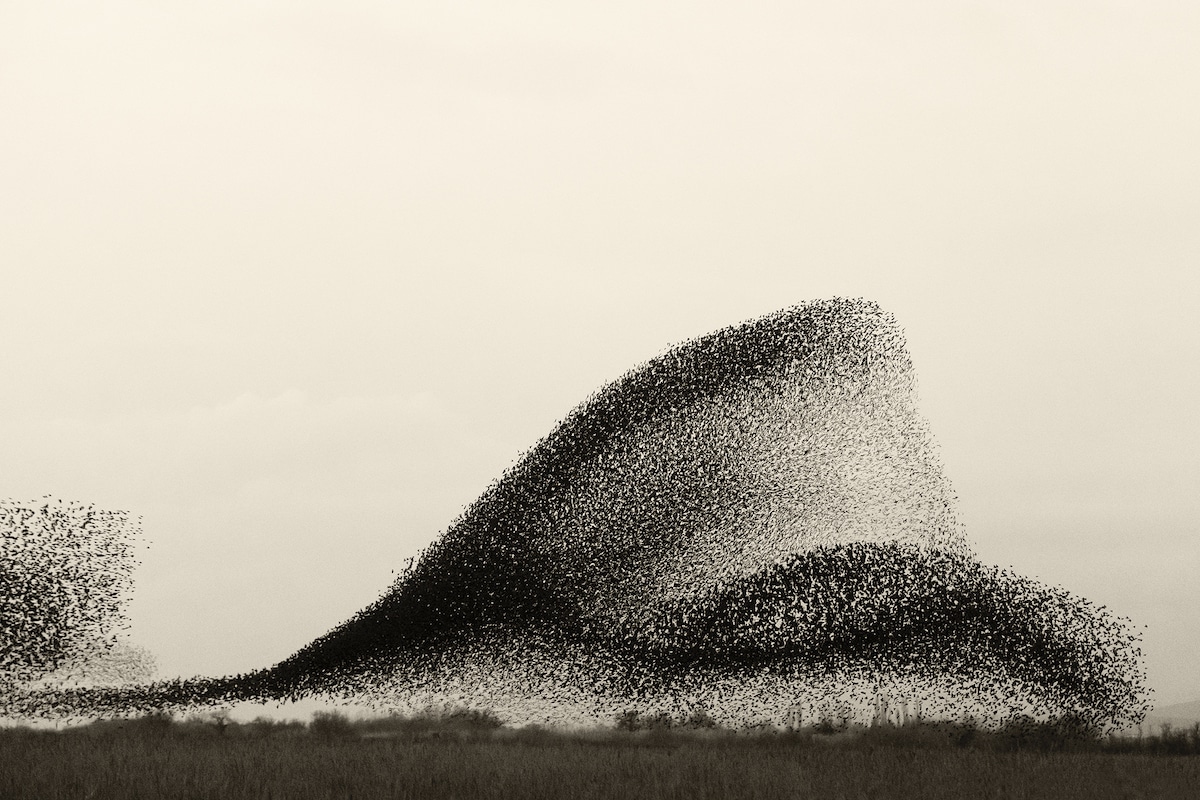 Starling Formations by Soren Solkaer