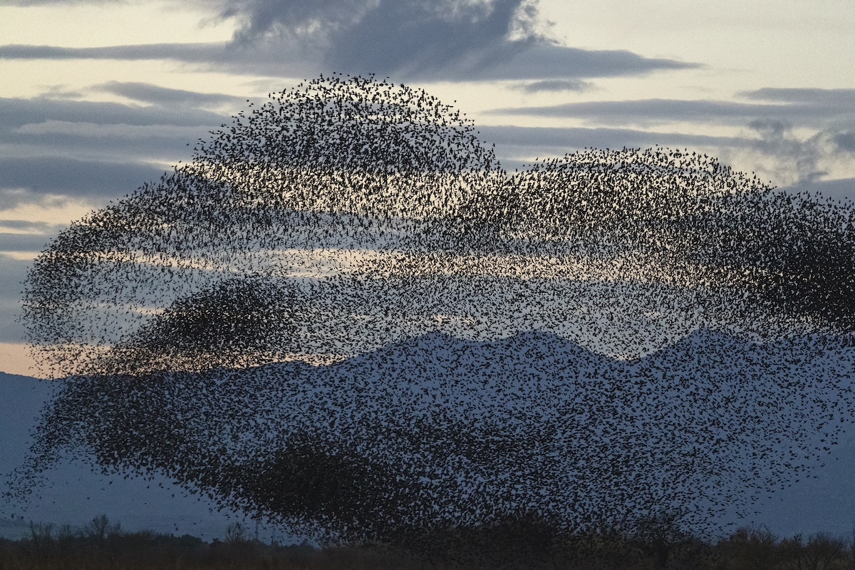 Estrorninos en vuelo por Soren Solkaer