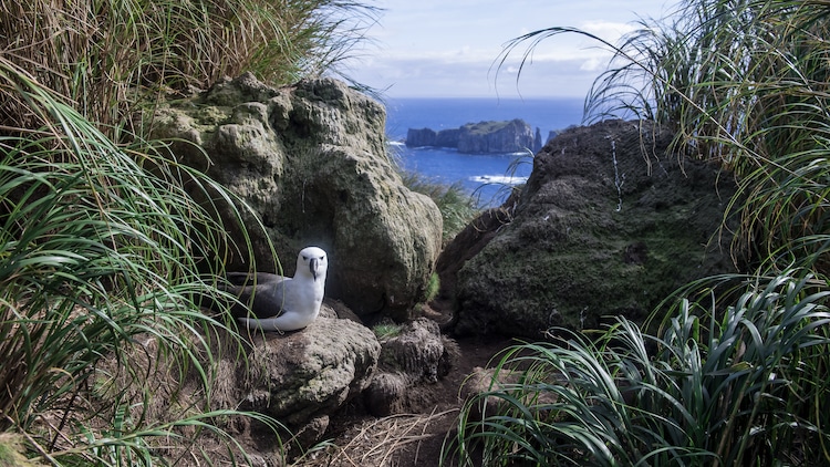 Tristan da Cunha - This Remote Island Will Be One of the Largest Wildlife Sanctuary in the World