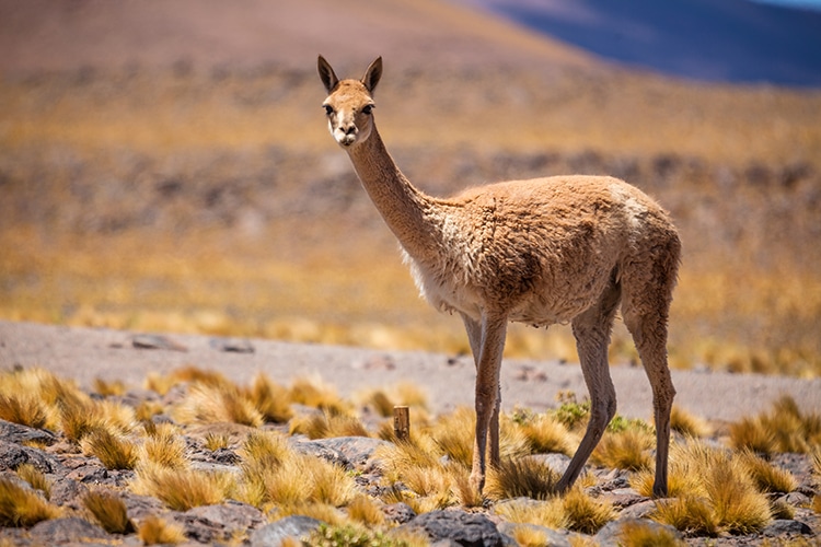 vicuña de los Andes