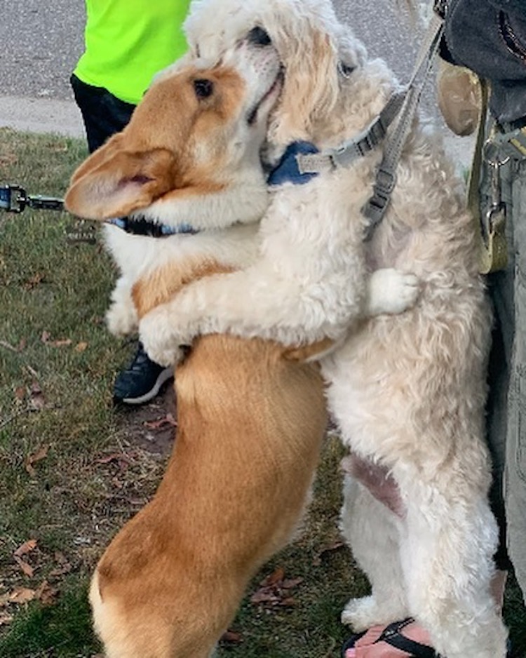 Wallace the Hugging Corgi