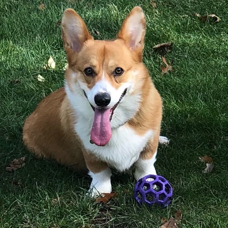 Wallace the Corgi