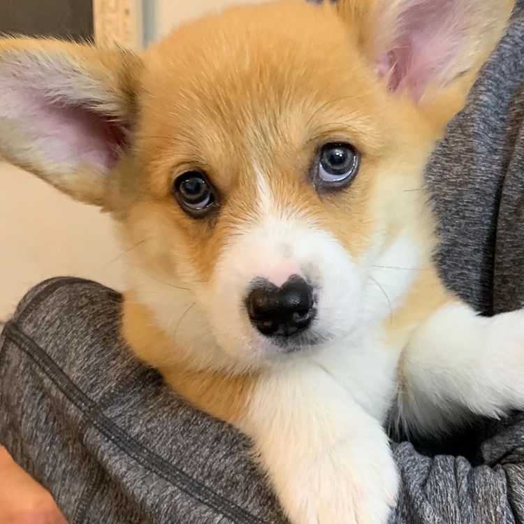 Wallace the Corgi Puppy