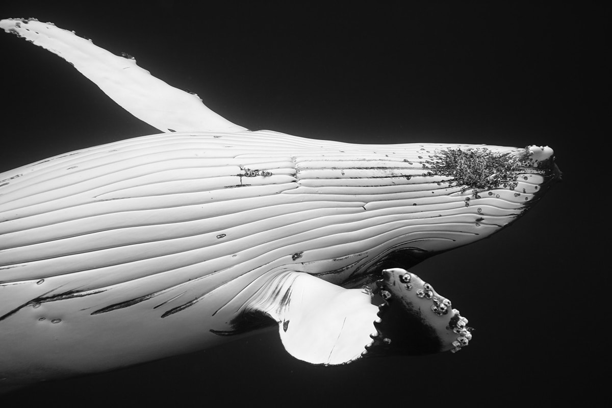 Humpback Whale Portrait