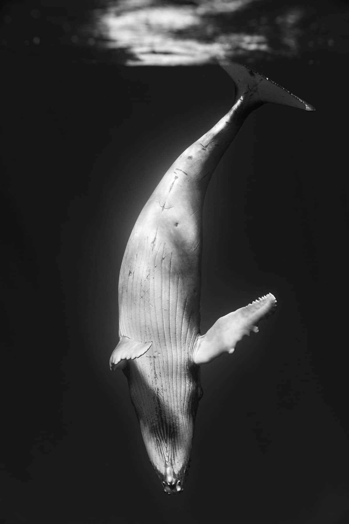 fotografias de ballenas jorobadas por Jem Cresswell 