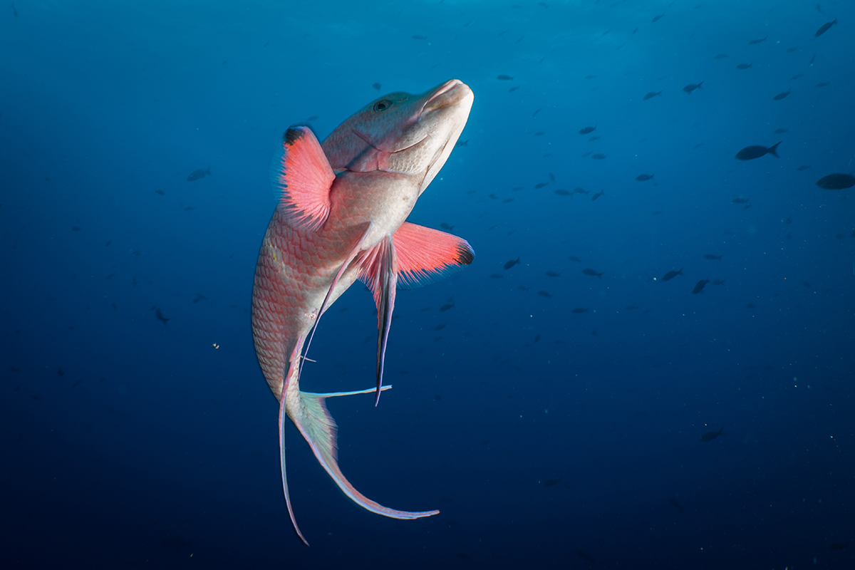 Galapagos Marine Reserve Expansion Underwater Photography