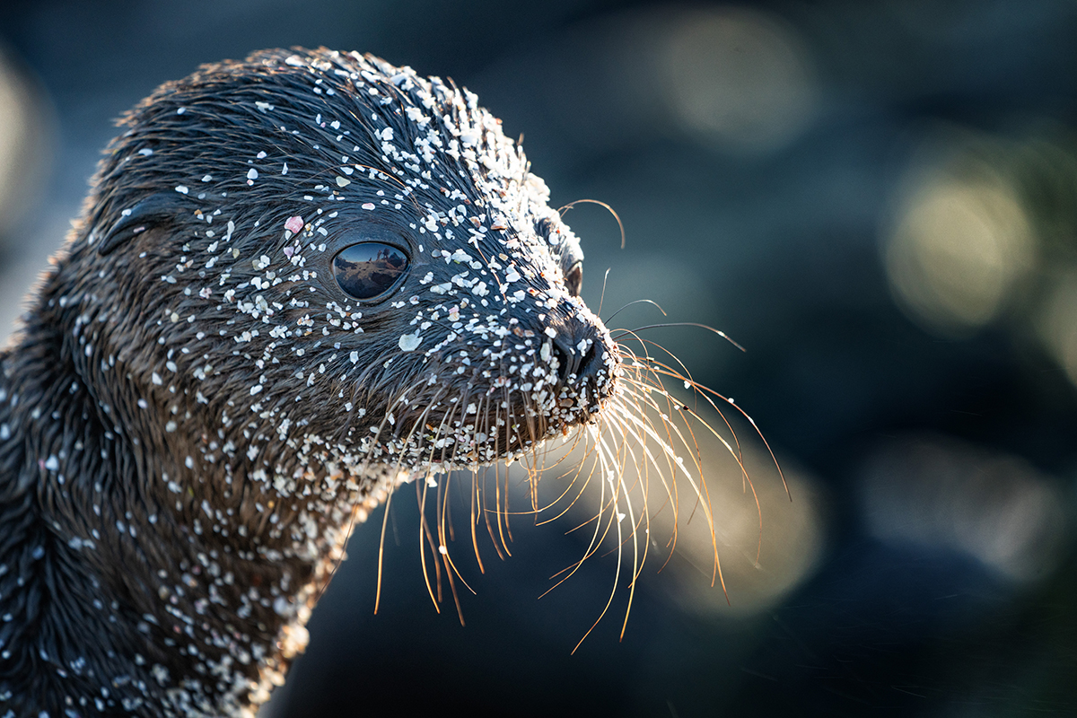 Galapagos Sea Lion 