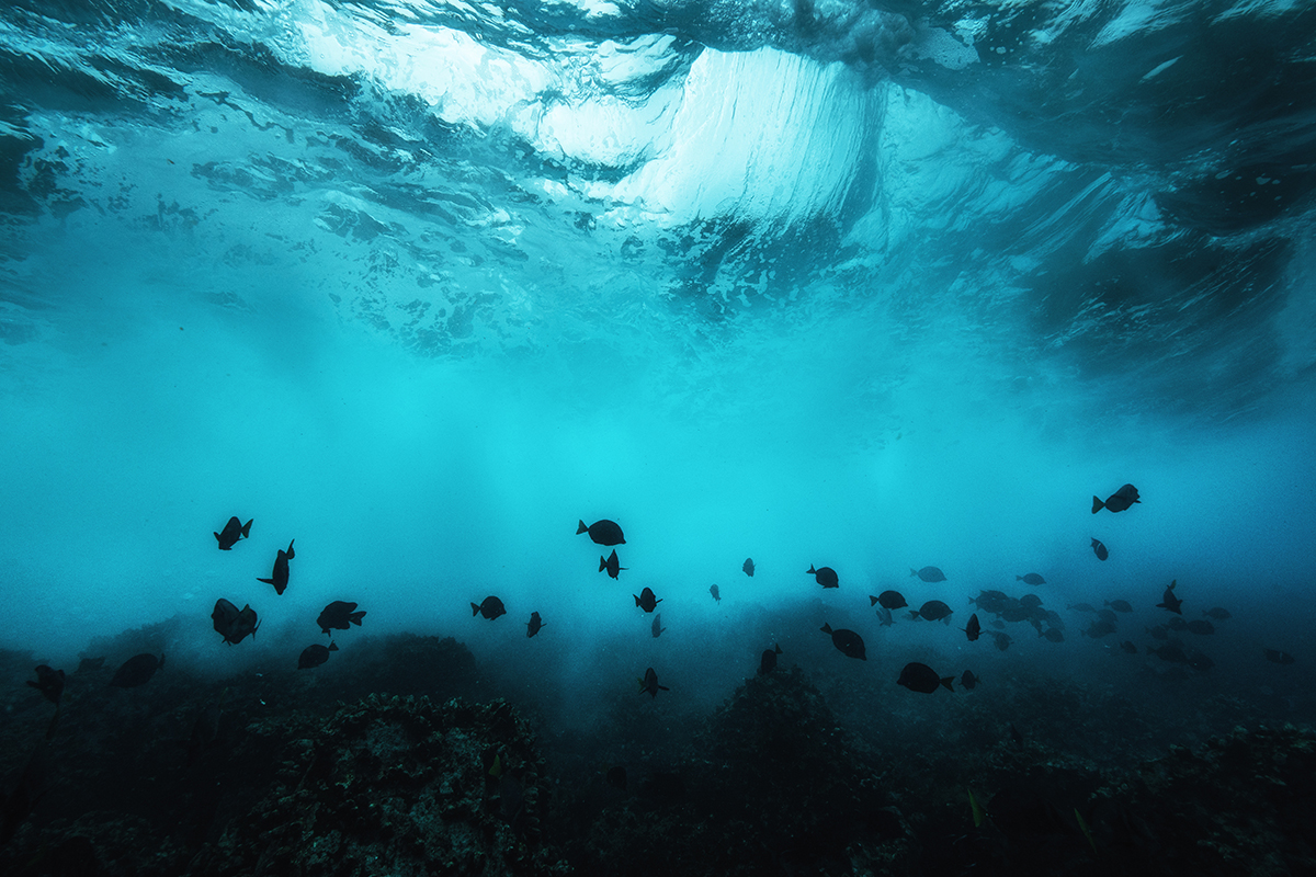 Galapagos Underwater Wildlife Photography Marine Life Conservation