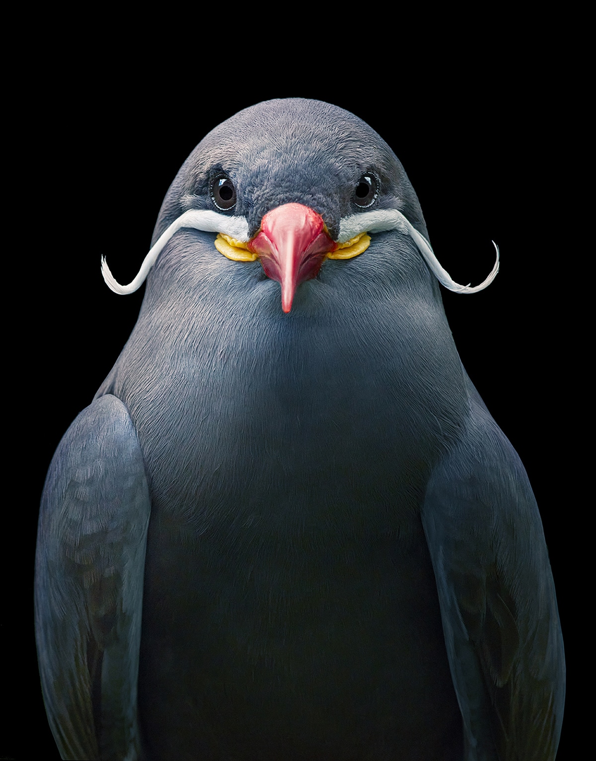 "Inca Tern" by Tim Flach