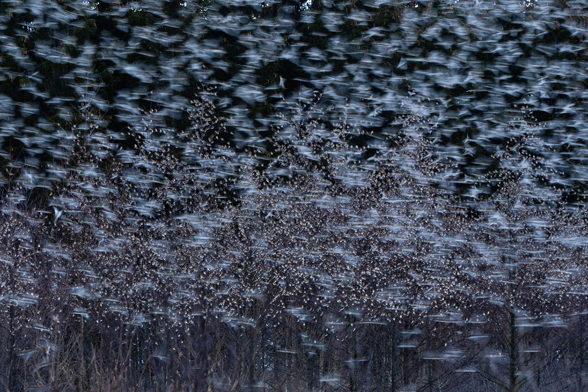 NPOTY Brambling Togetherness Birds