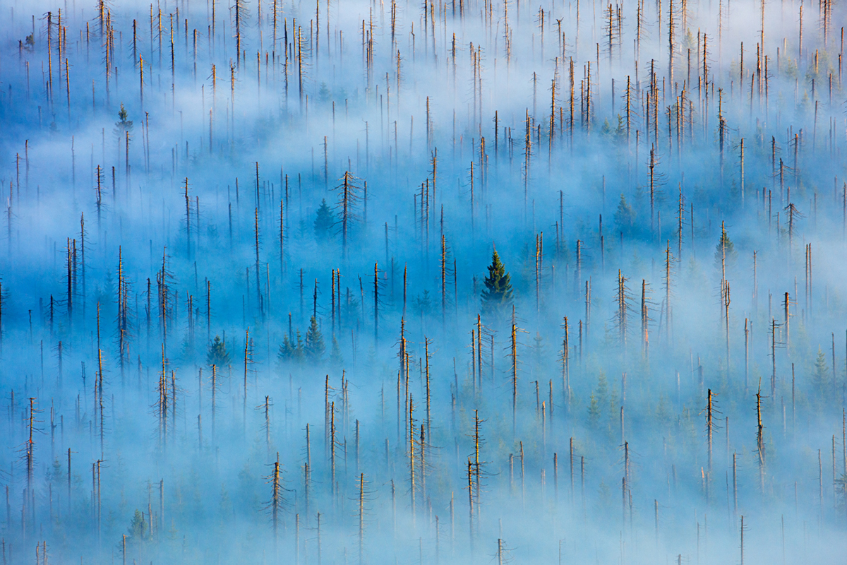 Concurso Fotógrafo de Natureza do Ano