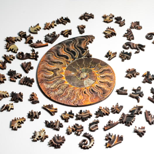 Ammonite Puzzle