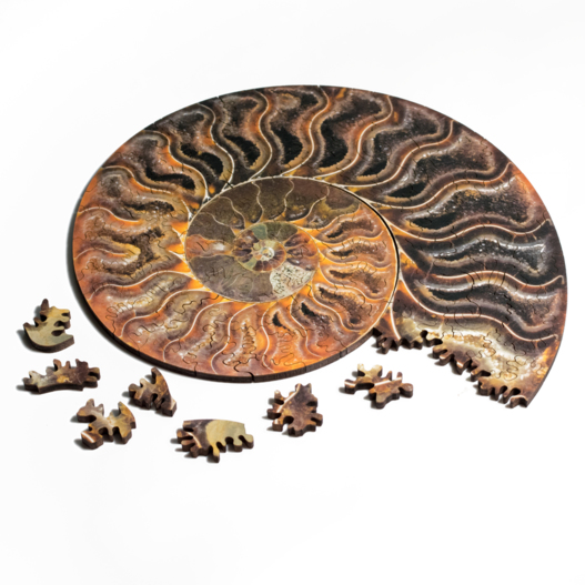 Ammonite Puzzle