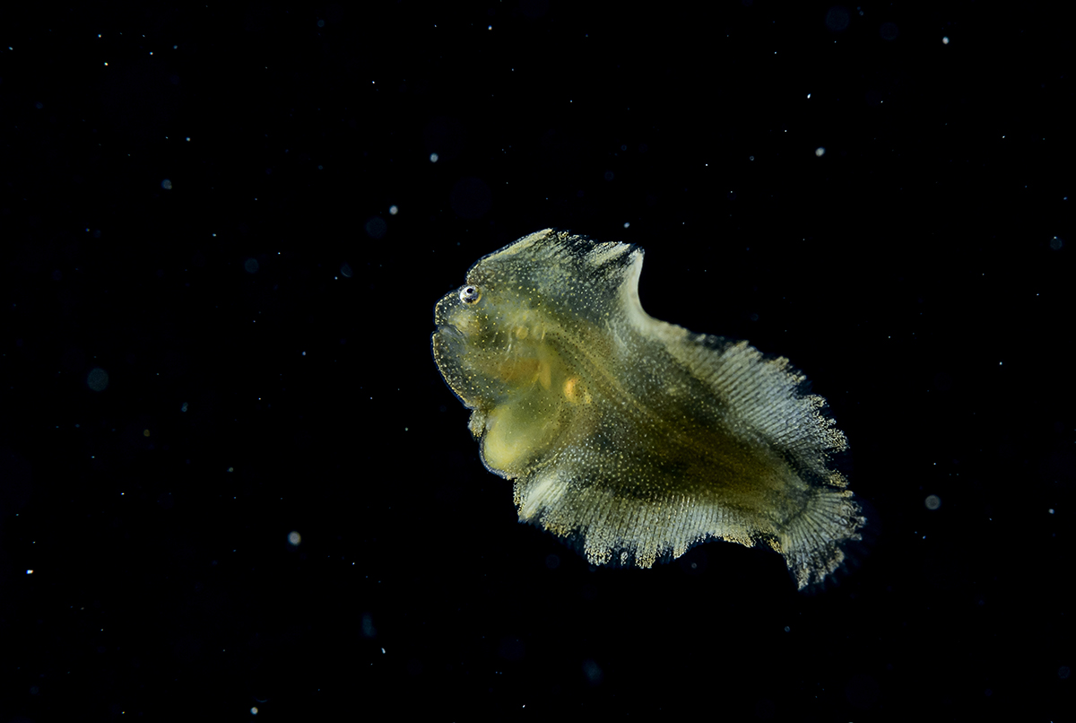 Fotografía de aguas profundas