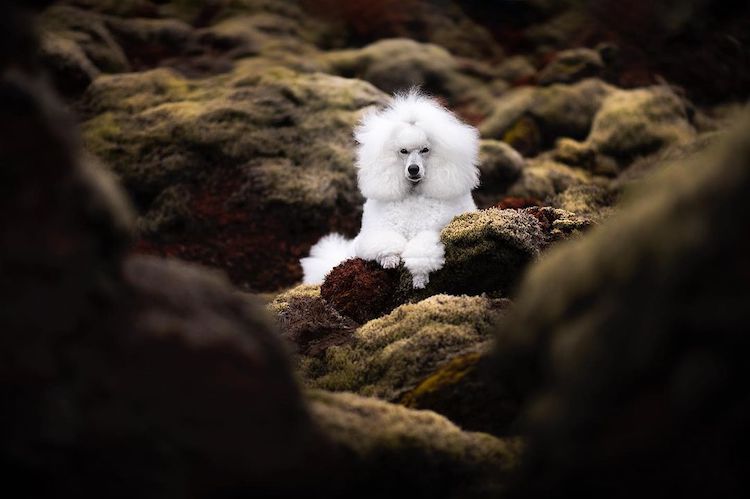 Dogs in Nature by Audrey Bellot