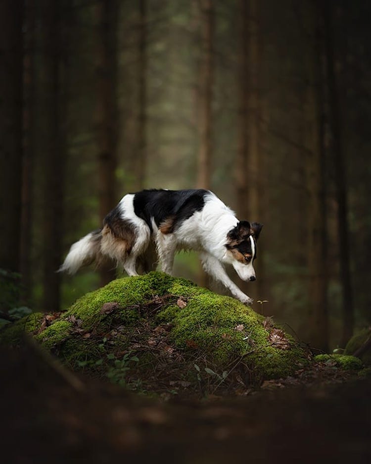 Dog Photography by Audrey Bellot
