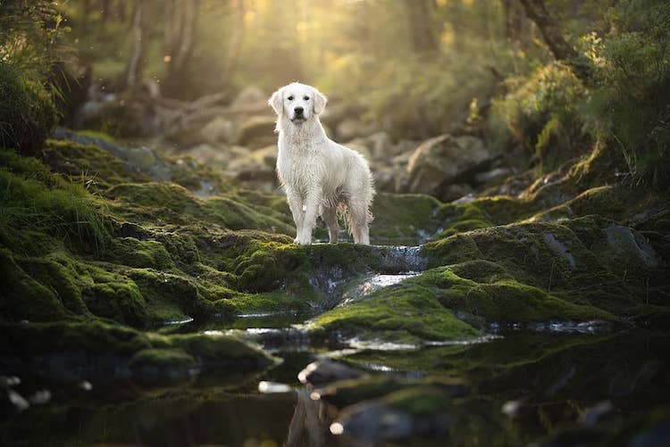 erfaring Overveje Ofte talt Majestic Dogs Pose in Natural Landscapes for Striking Portrait Series