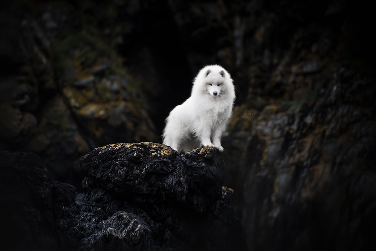 Dog Photography by Audrey Bellot