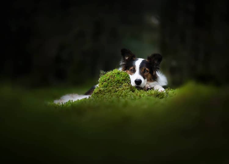 Dog Photography by Audrey Bellot