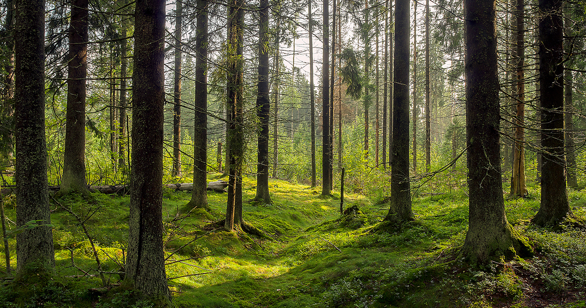 This Free Online Sound Library Lets You Listen To Relaxing Sounds of Forests From All Around the World