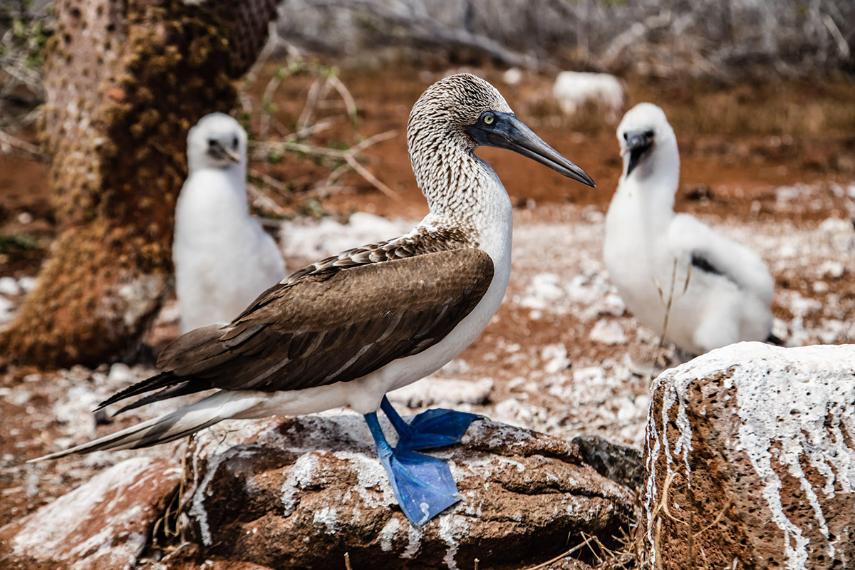 Blue Footed Booby