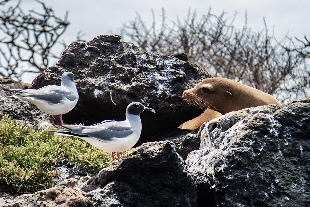 Sea Lion Galapagos Islands Habitat Darwin
