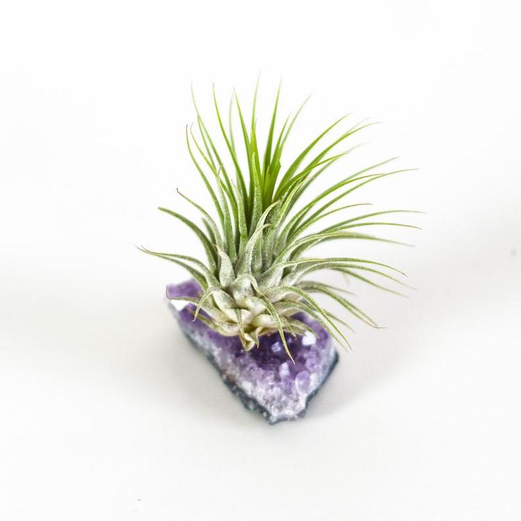 Airplant with Amethyst Geode