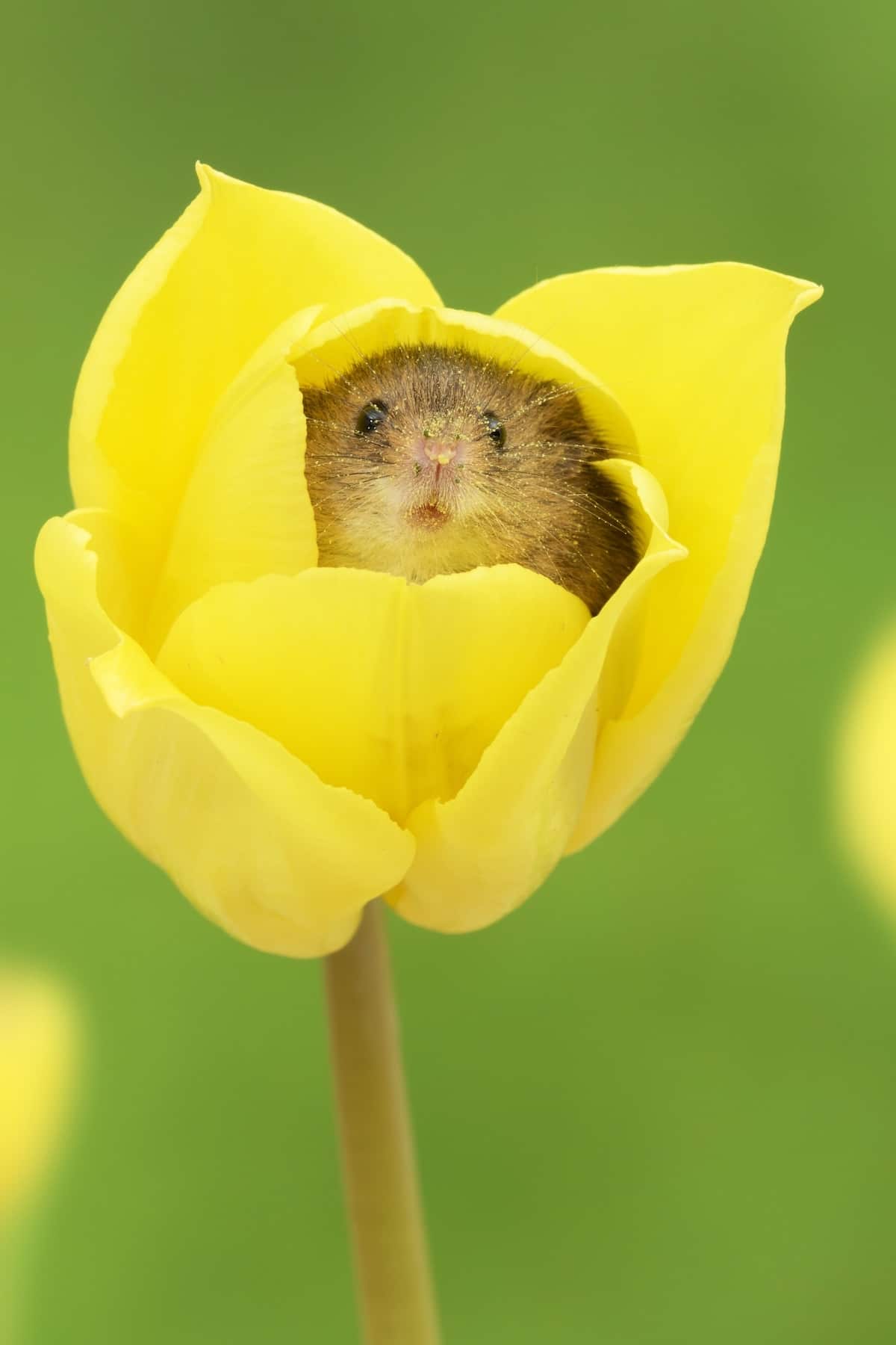Mouse in a Flower