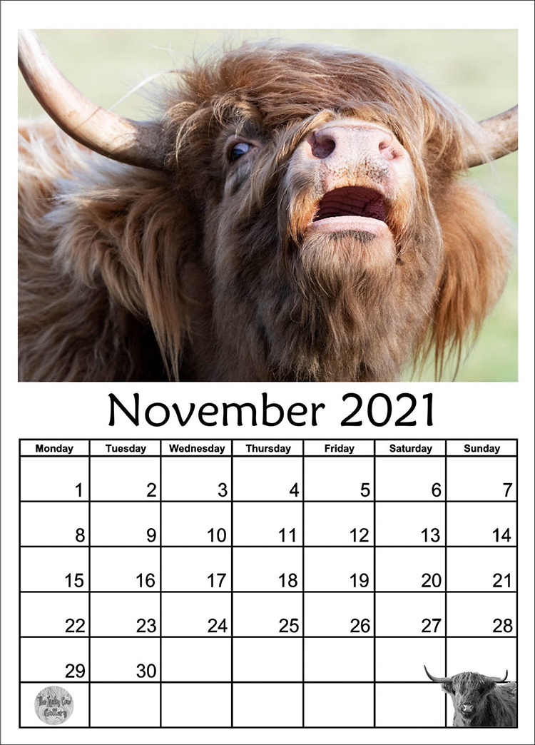 Calendario de las vacas de las tierras altas