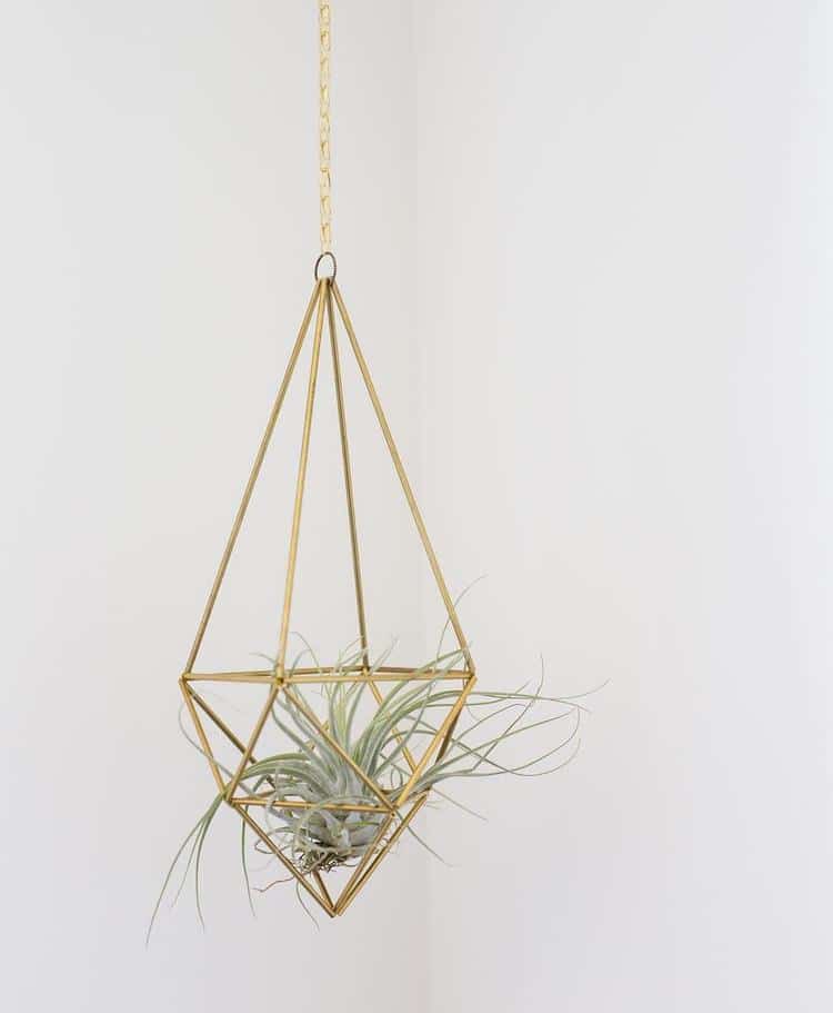 Air Plant Holder