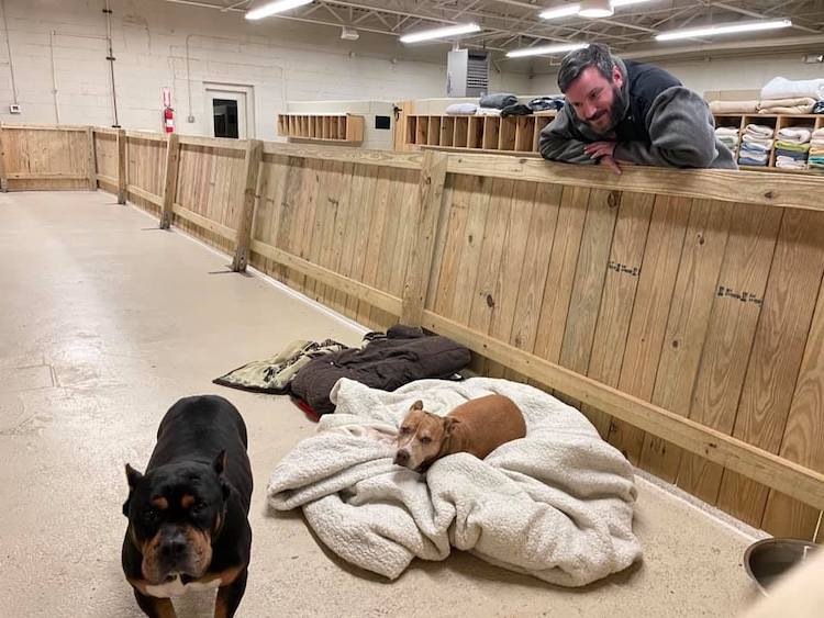 Dogs in Shelter
