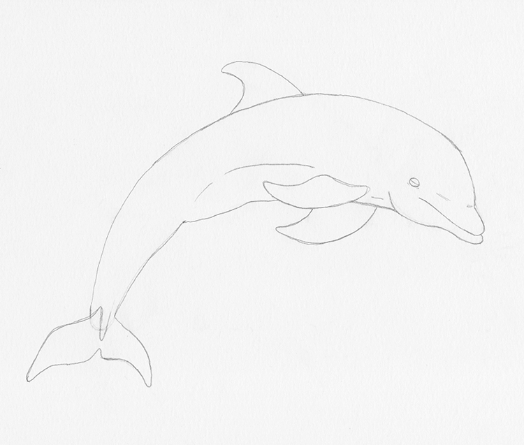 How To Draw A Dolphin Step By Step Realistic