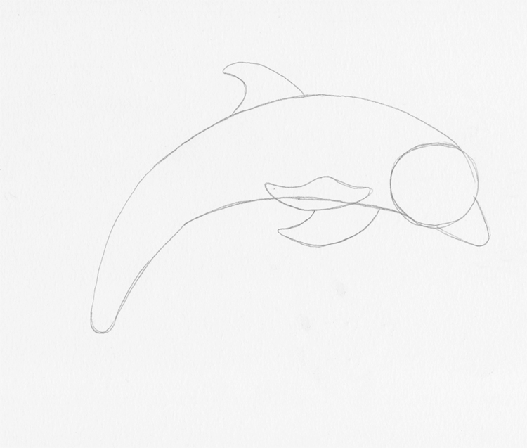 212-how-to-draw-dolphin-step-9 - Craft-Mart