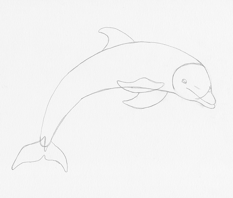 how to draw a dolphin step by step - how to draw | findpea.com