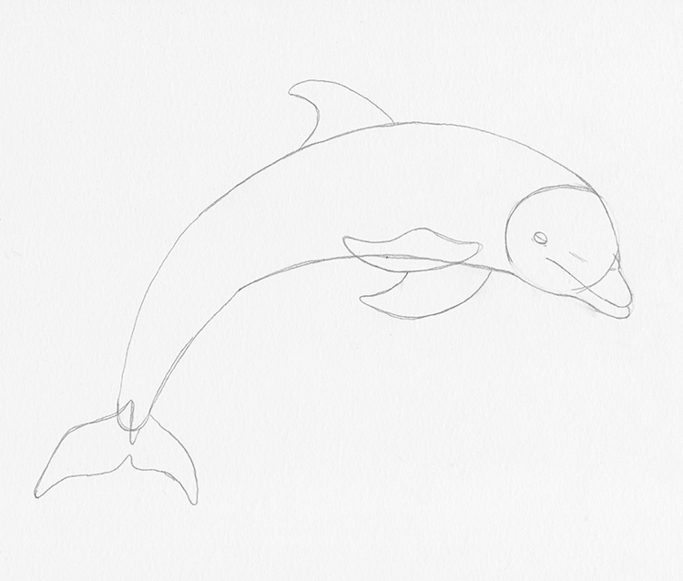 how to draw a dolphin 9