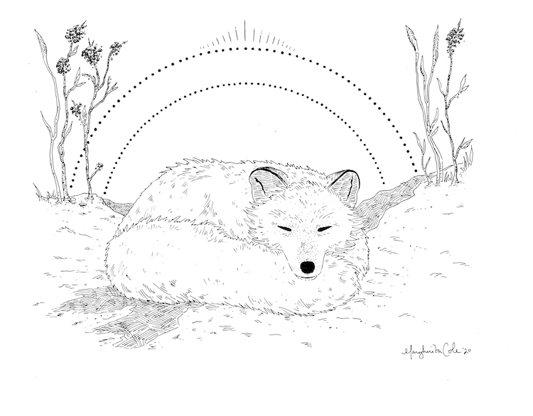 Aprende cómo dibujar un zorro ártico durmiendo en 9 pasos