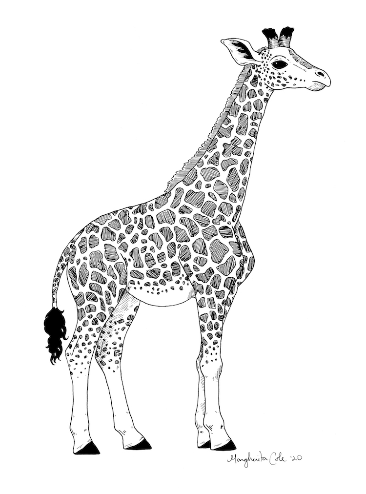 Dibujo de una jirafa