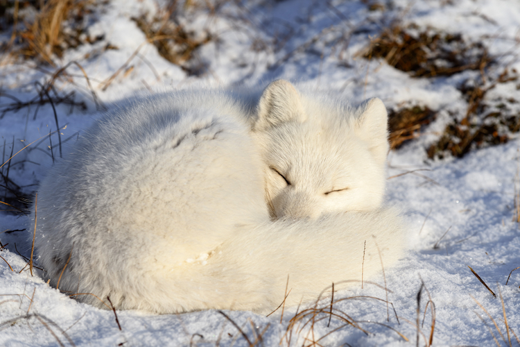 How to Draw a Sleeping Arctic Fox