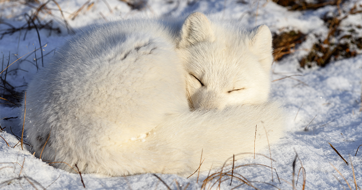 Cute Baby Arctic Fox Sleeping