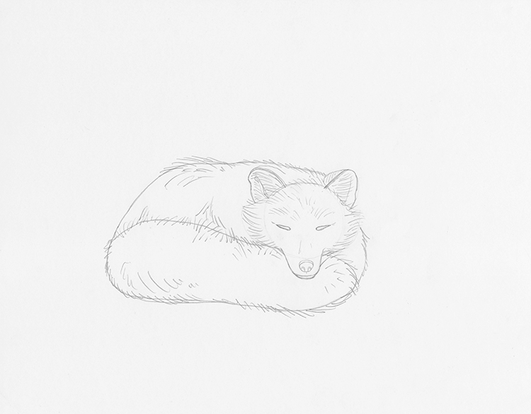 sleeping fox drawing