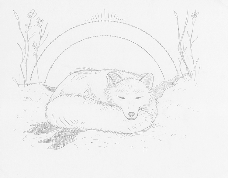 how to draw a arctic fox